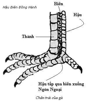 Xem chân gà